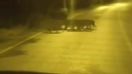 Beykoz’da aç kalan domuz ve yavruları şehre indi
