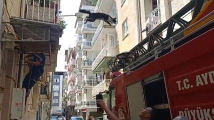 Bu kedi dokuz canlı: Kurtarmaya gelen itfaiyeciden korkup 4'üncü kattan atlayarak kaçtı