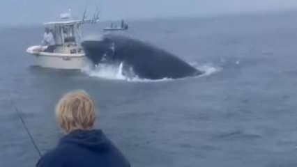 Kızgın balina burnuyla tekneyi devirdi! Atlas Okyanusu'nda korku dolu anlar
