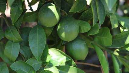 Adana'da limonun fiyatını düşürecek hasat başladı