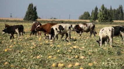 Arazideki kavunu hayrına bırakmıştı, toplanmayan binlerce kavun hayvanlara yem oldu