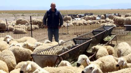 Babasından kalan hayvanlarına çoban bulamayınca istifa edip, tüm hayatını değiştirdi