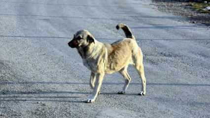 İş köpeği!