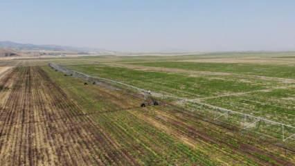 Kahramanmaraş’ta çerezlik ve yağlık ayçiçeği hasadı