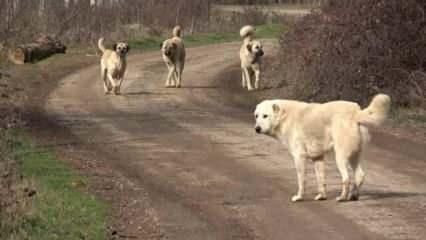 Motosiklet sürerken başıboş köpek saldırdı: 16 yaşındaki çocuk yaralandı