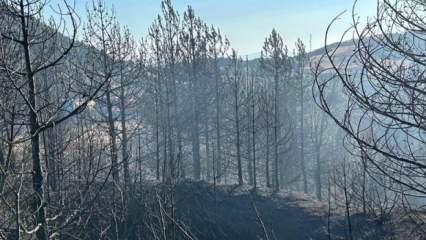 Orman yangını sayısı artarken etkilenen alan azalıyor