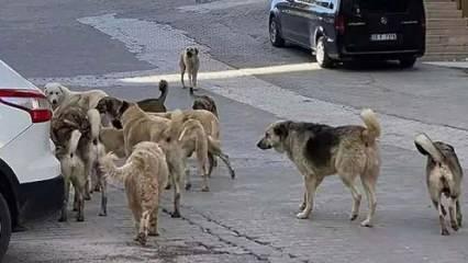 Sokak hayvanları düzenlemesi Meclis'te! İlk 5 madde kabul edildi! Yeni ifade eklenecek