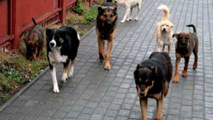 Sahipsiz köpek düzenlemesi TBMM'den geçerek yasalaştı! Belediye Başkanlarına ceza!