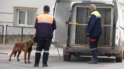 Başıboş köpekçi gruplar örgütleniyorlar! Emekli savcı uyardı: Hapis cezası var!