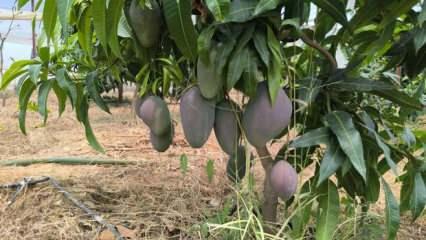 Alanya'da mango hasadı başladı