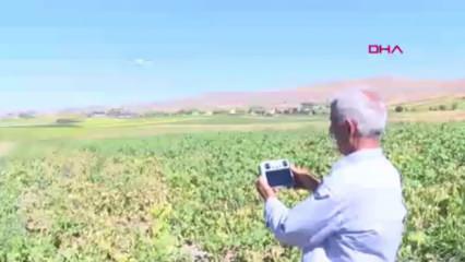 Çiftçiler, yaban domuzlarıyla mücadelede dron kullanıyor