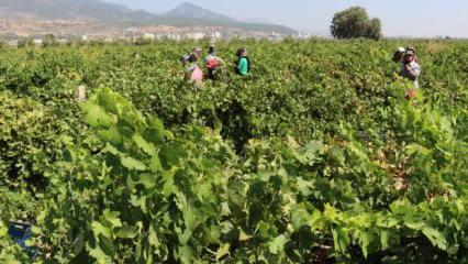 Hatay'da üzüm üreticisinin hasat mesaisi başladı