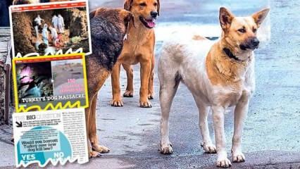 İngiliz medyasındaki köpek haberlerine Türkiye'den tepki