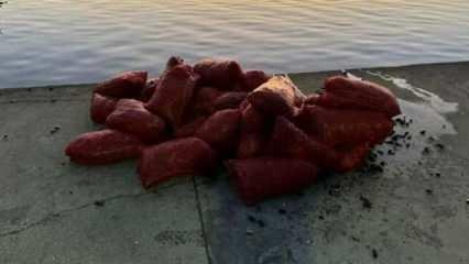 İstanbul'da 1 ton kaçak midye ele geçirildi