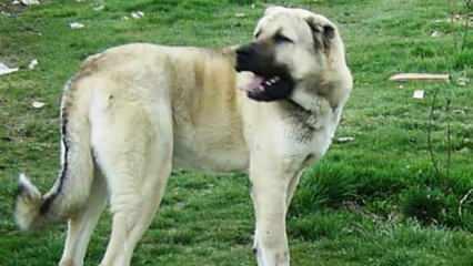 Kangal k&ouml;pekleri yavrularını neden yer? Sırrı a&ccedil;ığa &ccedil;ıktı