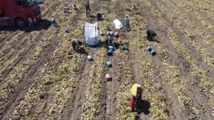 Kışlık 'agria' cinci patateste hasat başladı