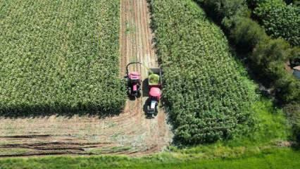 Samsun yem bitkileri &uuml;retiminde &uuml;lke birincisi