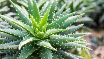 Aloe vera faydaları nelerdir, nasıl kullanılır? Aloe vera yüze sürülür mü?