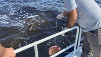 Bakanlıktan İzmir Körfezi'ndeki balık ölümlerine inceleme