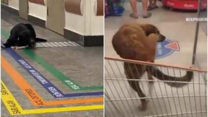 Hijyen sebebiyle tepki &ccedil;ekiyordu, marketler başıboş k&ouml;pekler i&ccedil;in harekete ge&ccedil;ti!