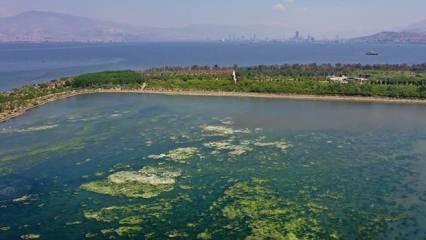 İzmir Körfezi'nde kötü koku ve balık ölümleri: Belediyeden açıklama