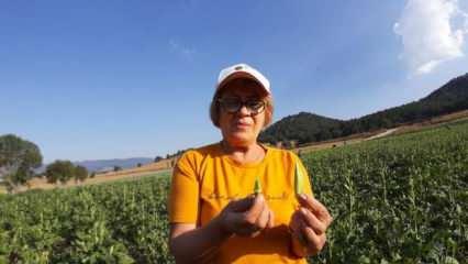 Pazarda 180, kendin toplarsan 80 lira!