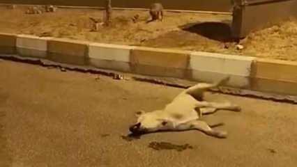 Yer: Mardin! Başıboş köpekler yol ortasında başka bir köpeği parçaladı