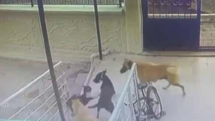 Sokak köpekleri kediyi  katletti! O anlar kameraya böyle yansıdı