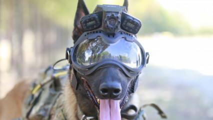 TSK'nın eğitimli köpekleri için tasarlanan sistem, 'Parka' ile test edildi