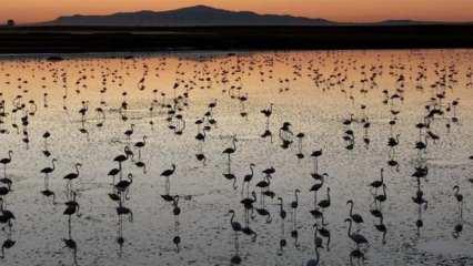 Tuz Gölü'nde bu yıl toplu flamingo ölümü olmadı, 4 bin 300 yavru tespit edildi