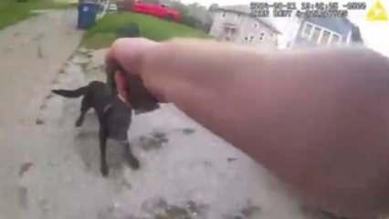 ABD'de polis kendisine saldıran köpeği vurdu
