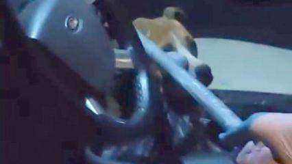 Adıyaman'da pitbull cinsi k&ouml;peğin kapalı ara&ccedil;ta yarattığı panik anları