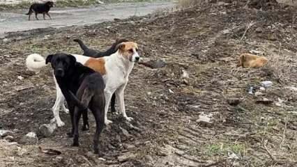 Başıboş köpek saldırısında İBB’ye ceza!