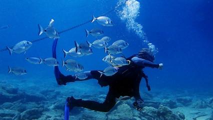Dalış tutkunları Bodrum’un su altı dünyasını keşfediyor!