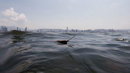 İzmir Körfezi'nde balık tutulmaması için uyarıcı afişler asıldı
