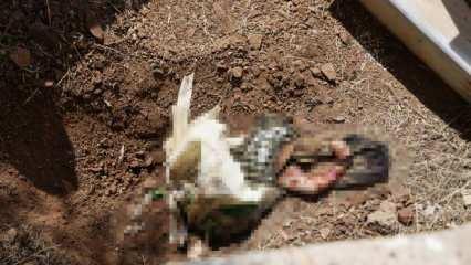 Kan donduran olay: Poşete sarılı bebek cesedi gömülmüş halde bulundu!