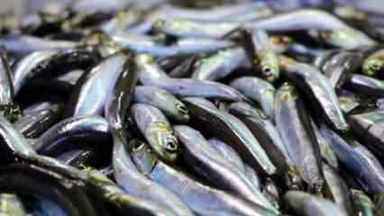 Kocaeli'de yeni sezonun ilk balık mezadı yapıldı