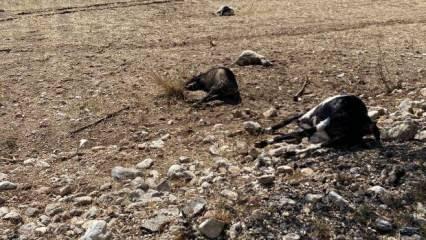 Korkuteli'nde felaket: Su baskını hayvanları vurdu!