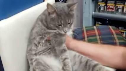 Petekte durduğu gibi durmuyor! Bal yiyen kedi fenalaştı