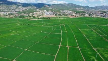 Pirinçte marka olan Osmancık'ta 20 bin ton çeltik rekoltesi bekleniyor