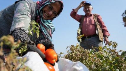 Tarlada kalan domatese, Ticaret Bakanlığı'ndan destek