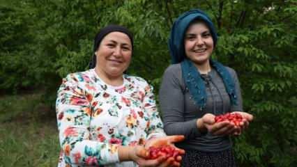 Şifa deposu kızılcık kirazının hasadı başladı