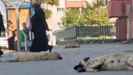 Ağrı'da başıboş köpek tedirginliği!