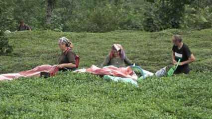 &Ccedil;AYKUR&rsquo;un randevulu &ccedil;ay alım sistemine ge&ccedil;mesi &uuml;reticiyi sevindirdi