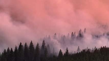 D&uuml;nya Meteoroloji &Ouml;rg&uuml;t&uuml;: İklim değişikliğinin, orman yangınları &uuml;zerinde etkileri var