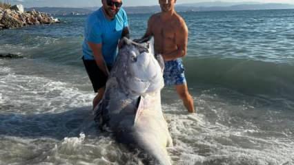 G&ouml;reni şoke eden dev balık! Tam 320 kilogram