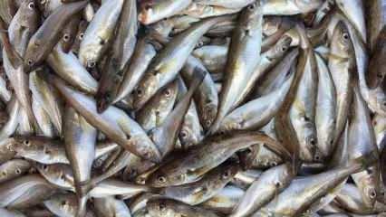Ordu'da oltayla avlanan 1 kilogramlık mezgit 500 liraya satıldı