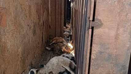 Sahibi g&ouml;zyaşlarını tutamadı! Devrilen tırdaki 100 k&uuml;&ccedil;&uuml;kbaş telef oldu