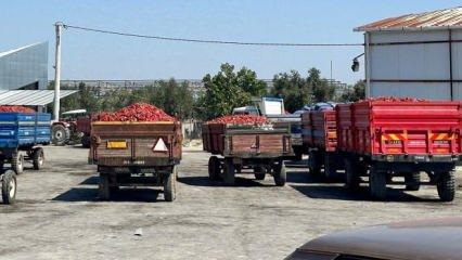 Salçalık biberde kriz: Tüccar o fiyatın üzerinde almayız dedi, üreticide kaldı