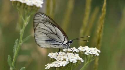 Van G&ouml;l&uuml; Havzası, 230 renkli misafire ev sahipliği yapıyor